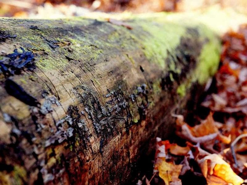 Rolex Submariner Date 41mm - Bidimax açık artırma ürünü