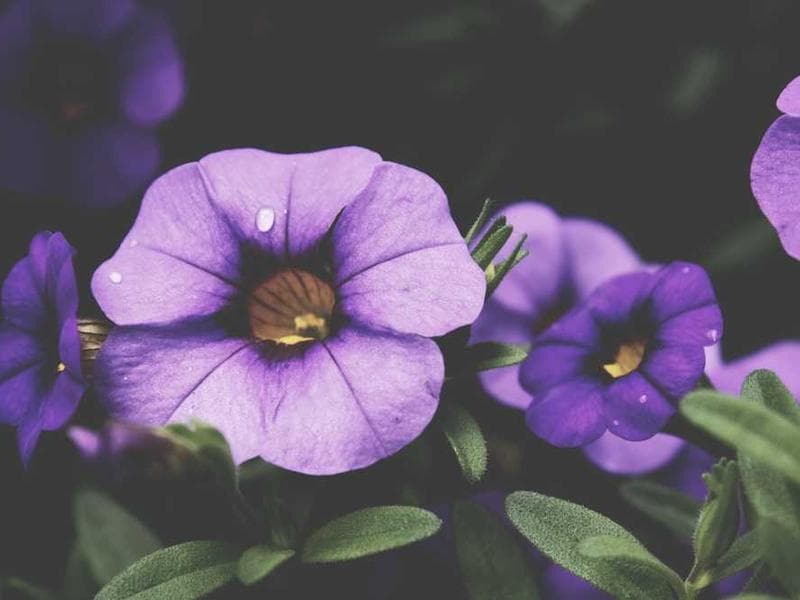 Samsung Galaxy S24 Ultra 512GB - Bidimax açık artırma ürünü